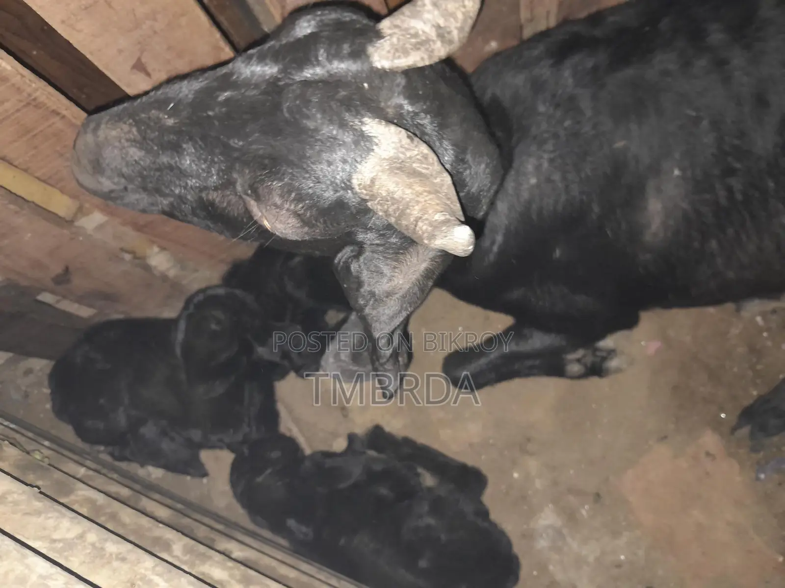 Ram Goat with 6 Kids
