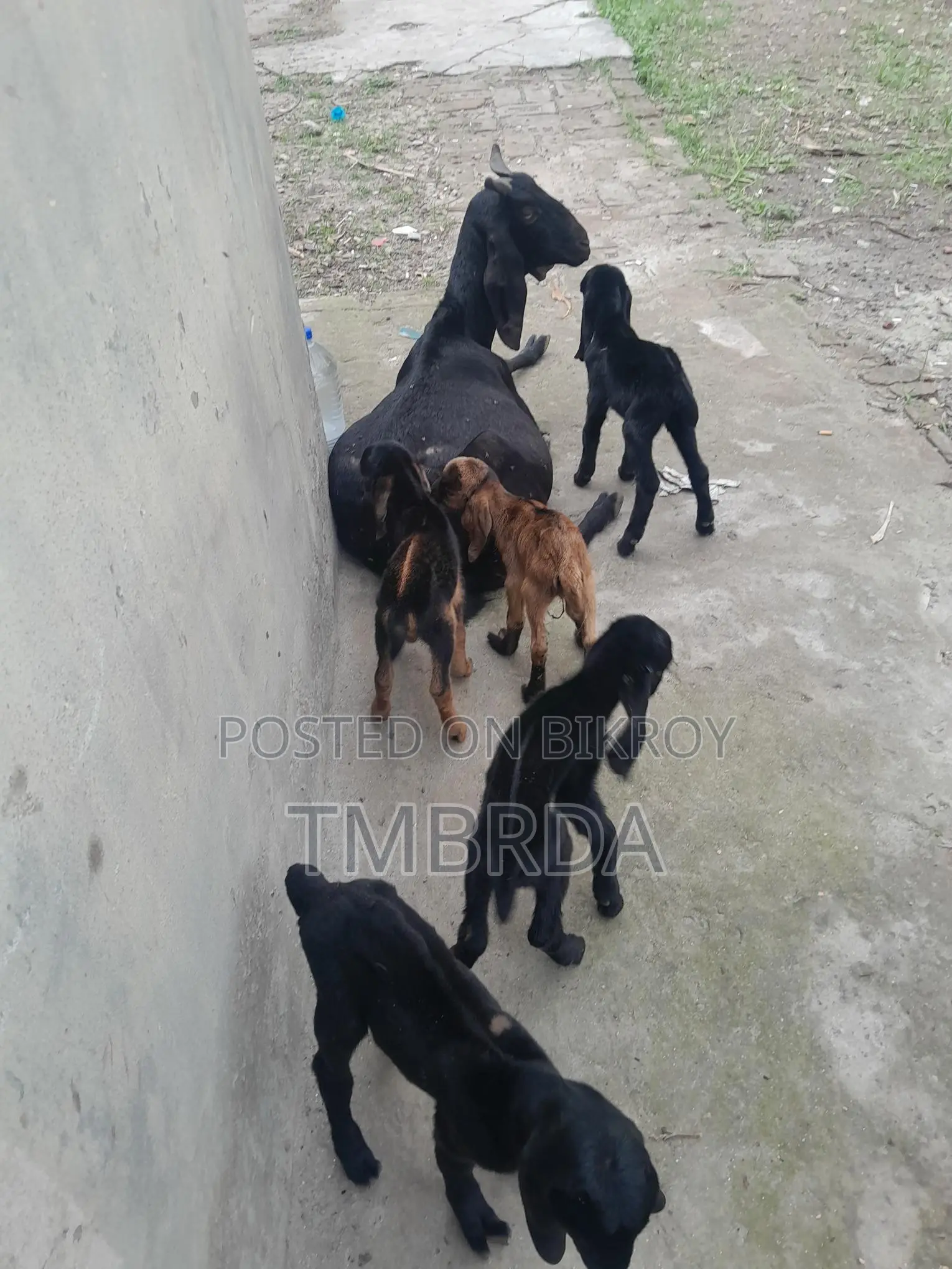 Ram Goat with 6 Kids