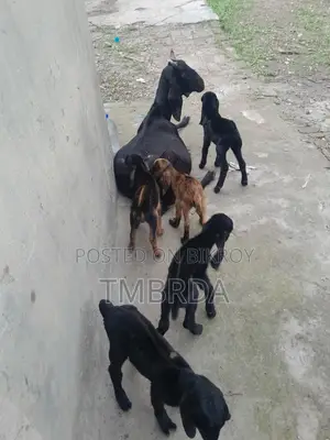 Ram Goat with 6 Kids