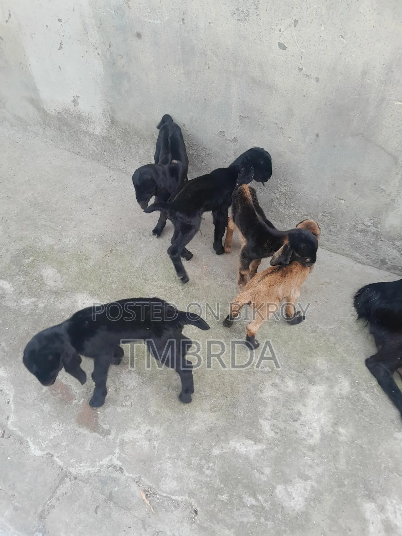 Ram Goat with 6 Kids