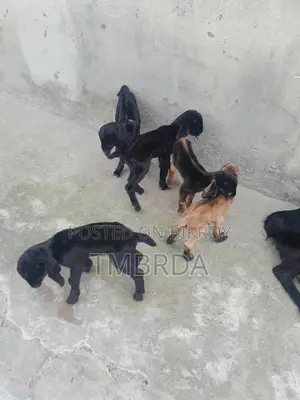 Ram Goat with 6 Kids