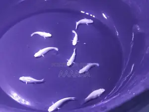 Moli Fish Is in Stock Available