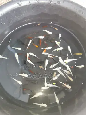 Moli Fish Is in Stock Available