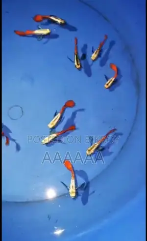 Moli Fish Is in Stock Available