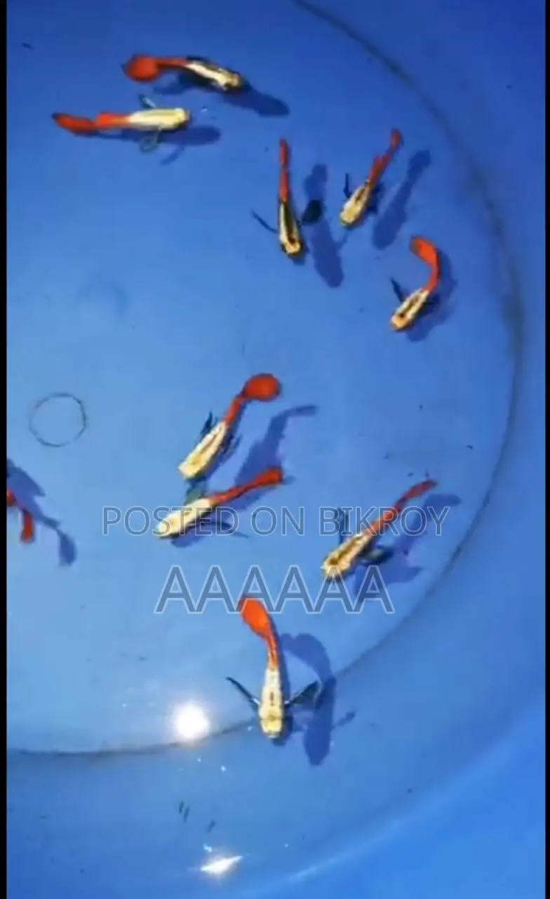 Moli Fish Is in Stock Available