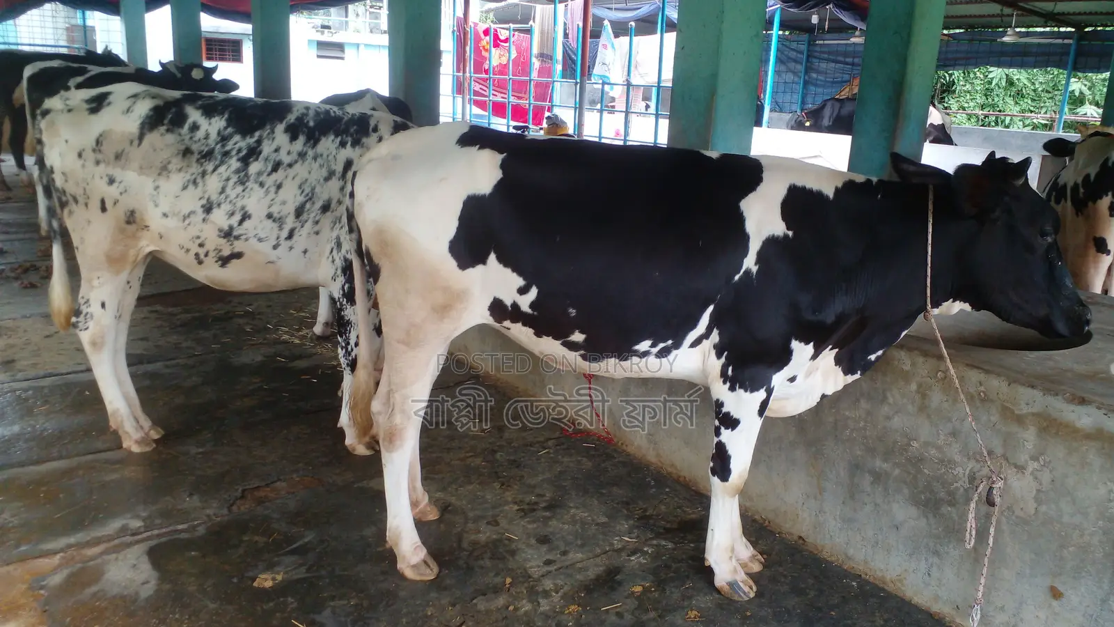 Buy 5 Heifers at a Great Price with Confidence