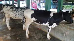 Buy 5 Heifers at a Great Price with Confidence