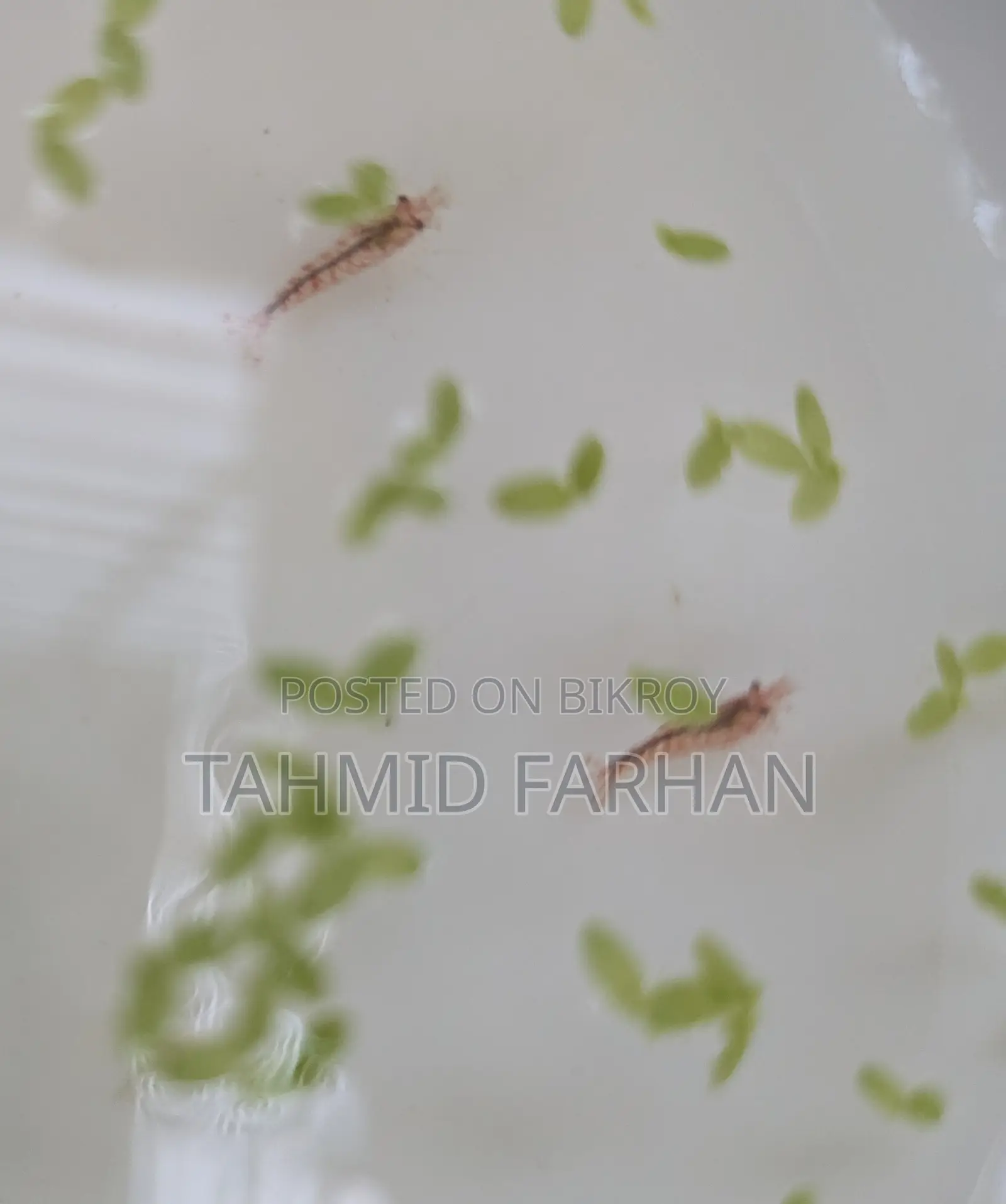 Red Cherry Shrimp
