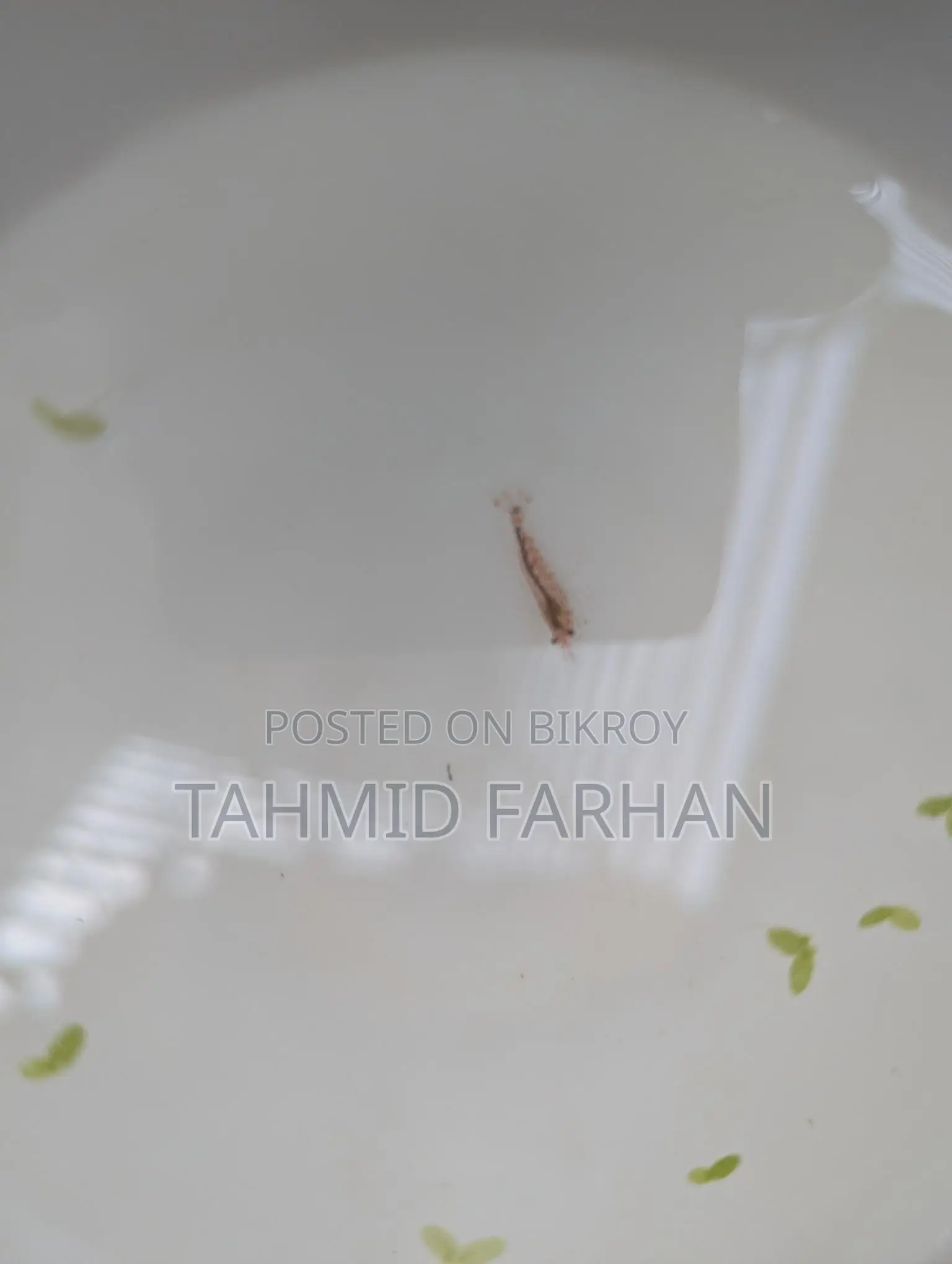 Red Cherry Shrimp