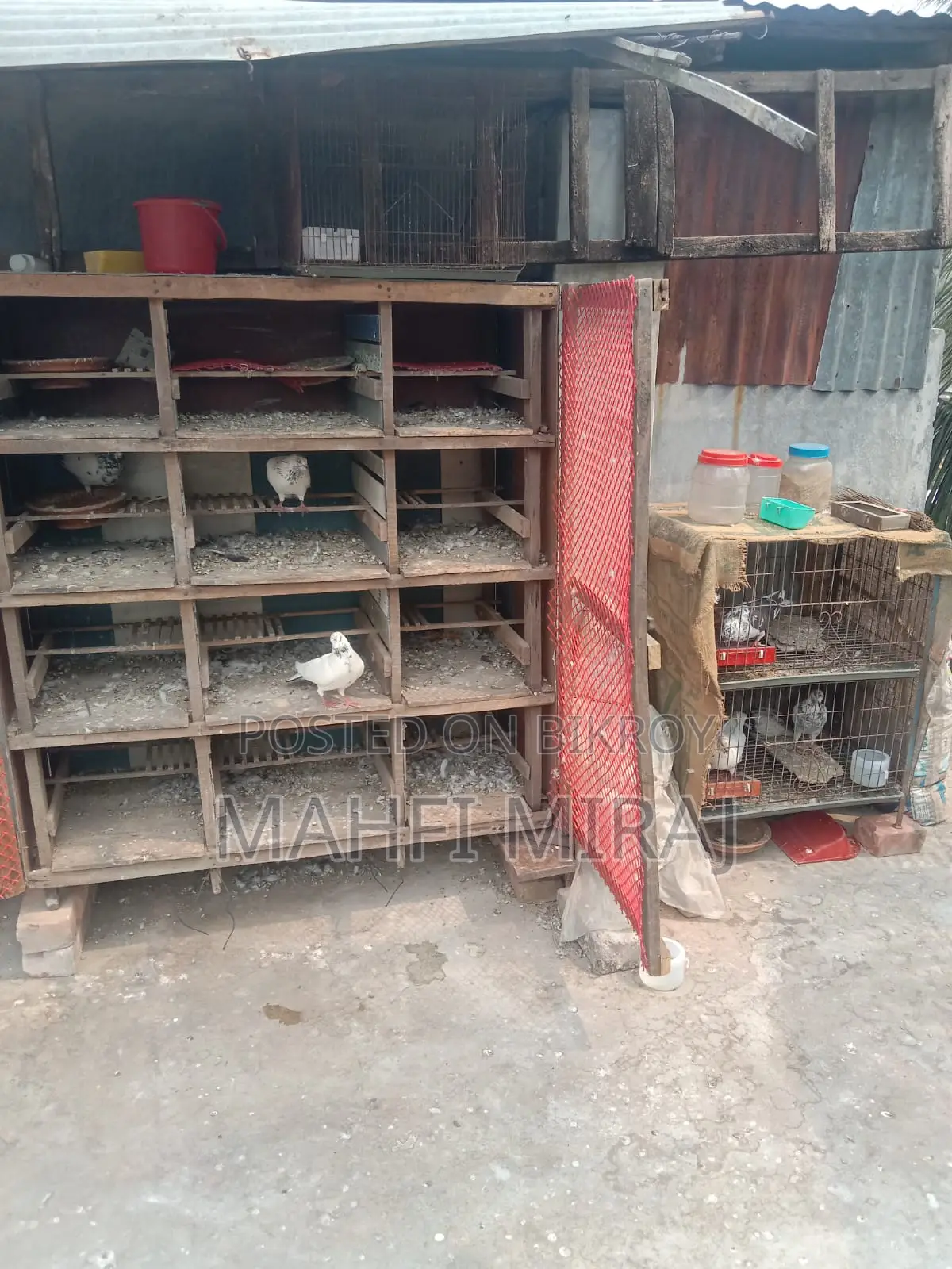 Giribaz Pigeons
