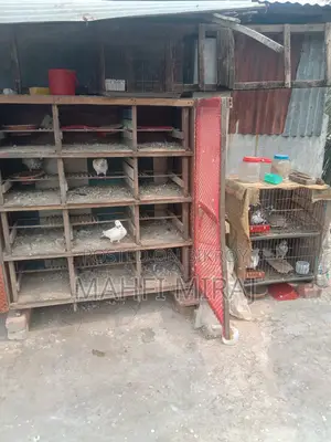 Giribaz Pigeons