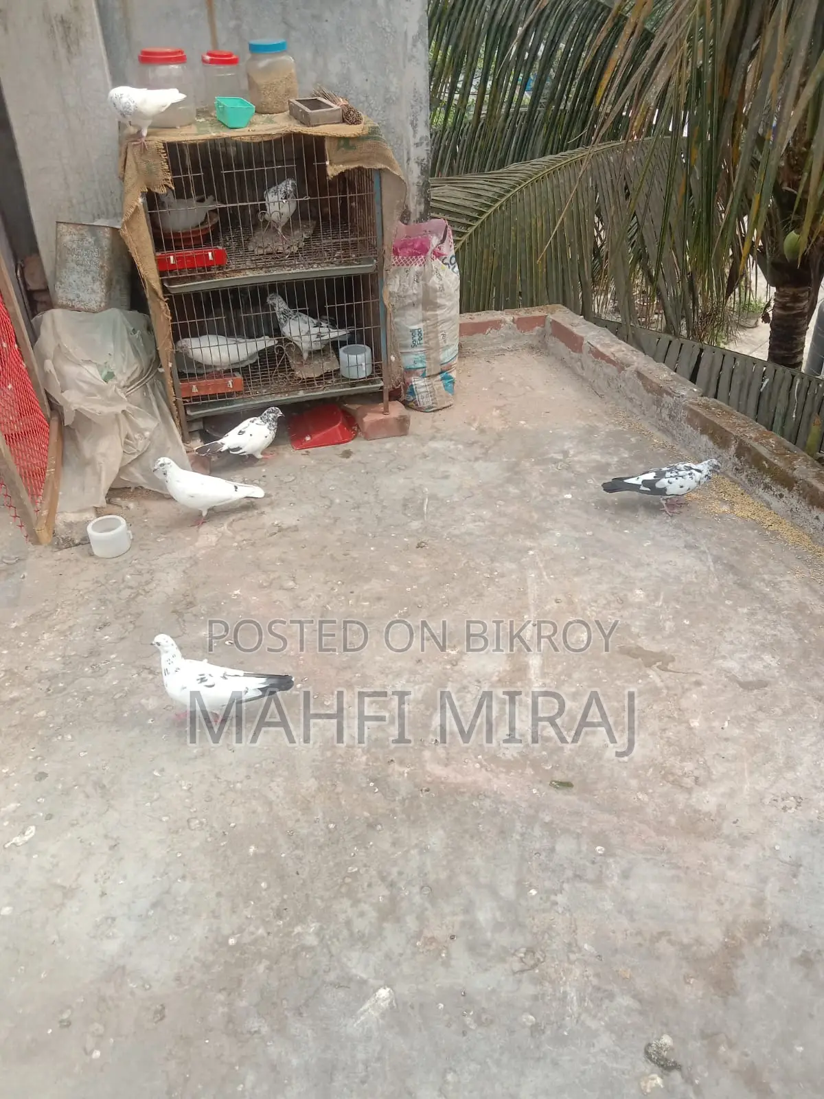 Giribaz Pigeons