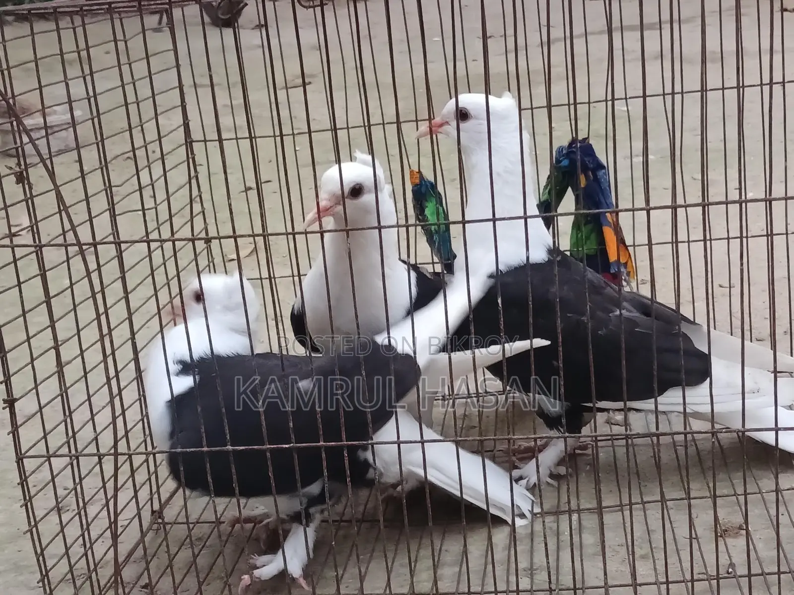 Must come to Dhamrai Dulibita to collect