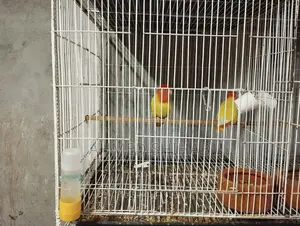 এক জোড়া রানিং লুটিনো অফলাইন লাভ বার্ড বিক্রি করা হবে।