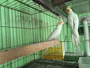 Cockatiel Bird