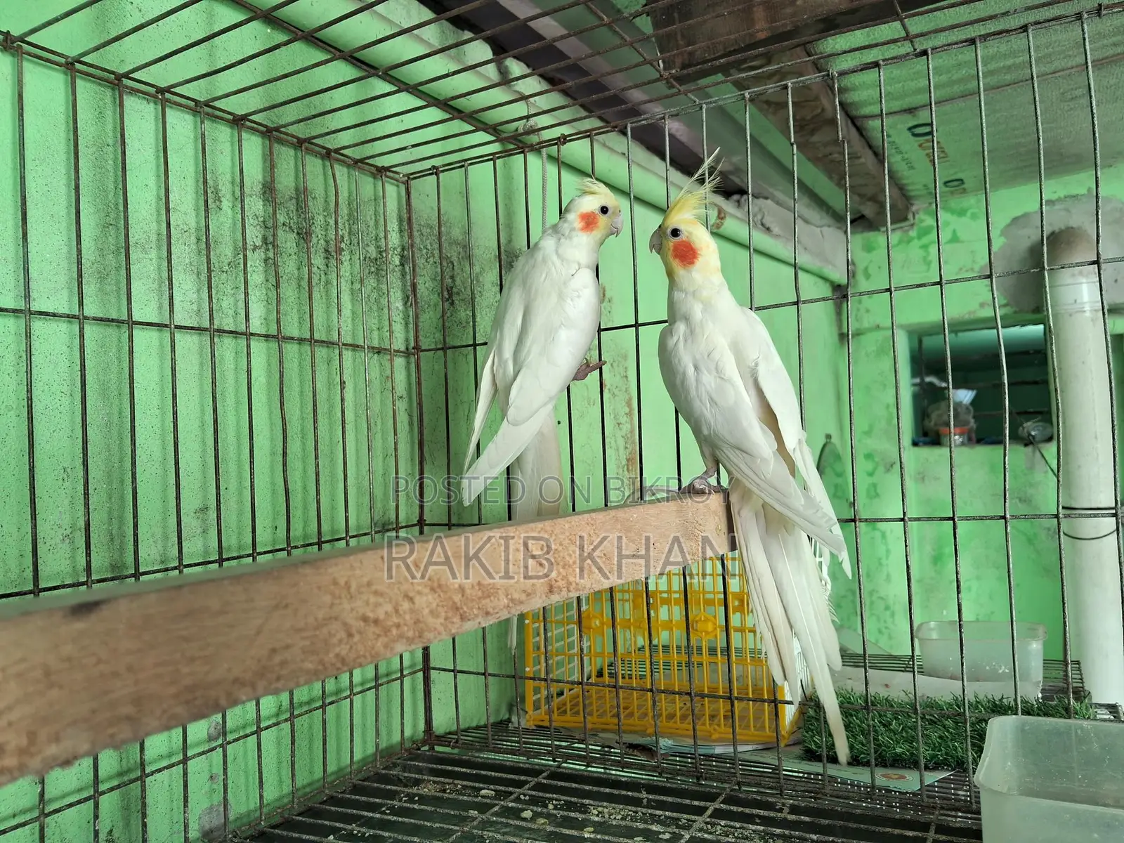 Cockatiel Bird