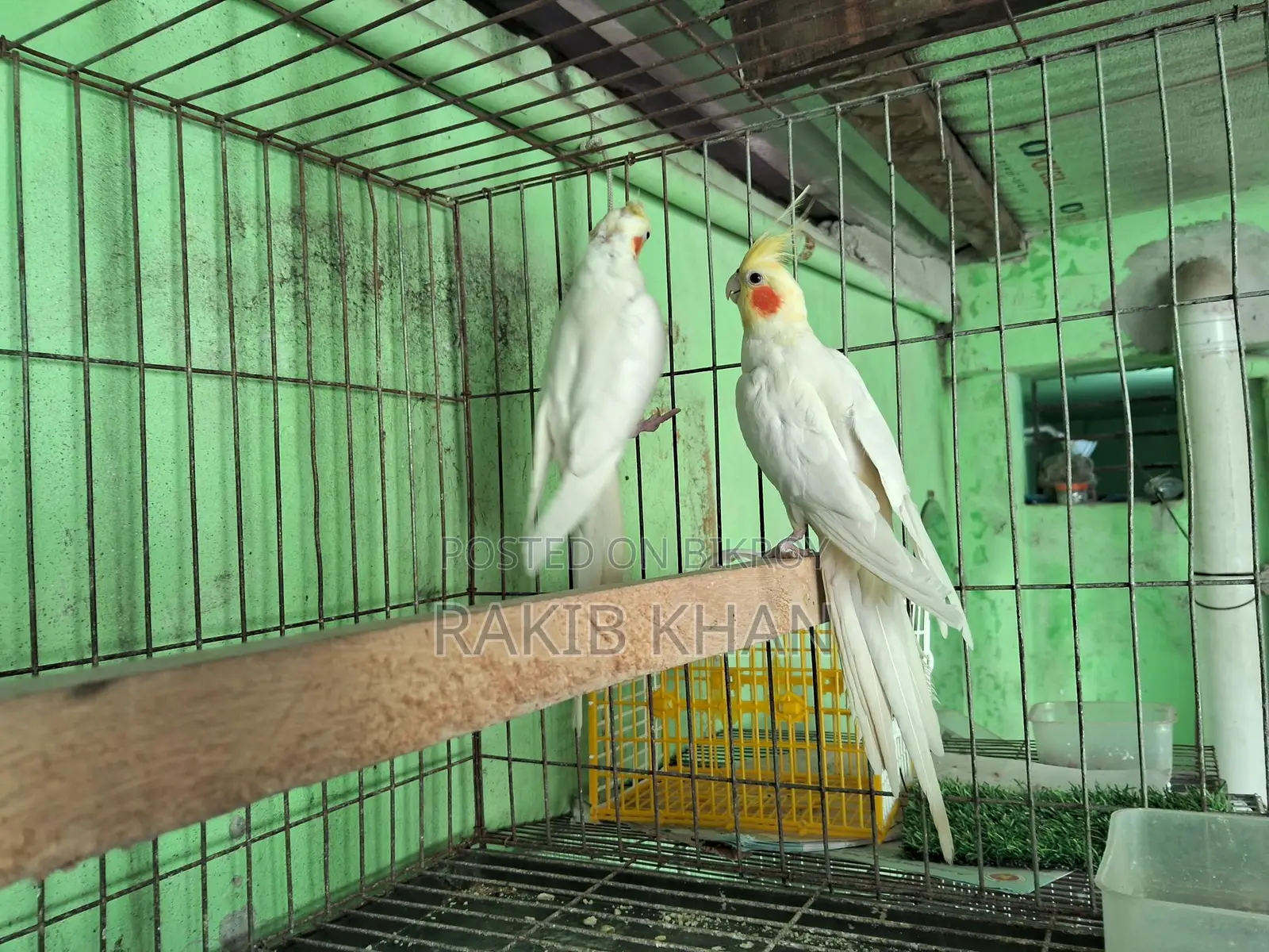 Cockatiel Bird