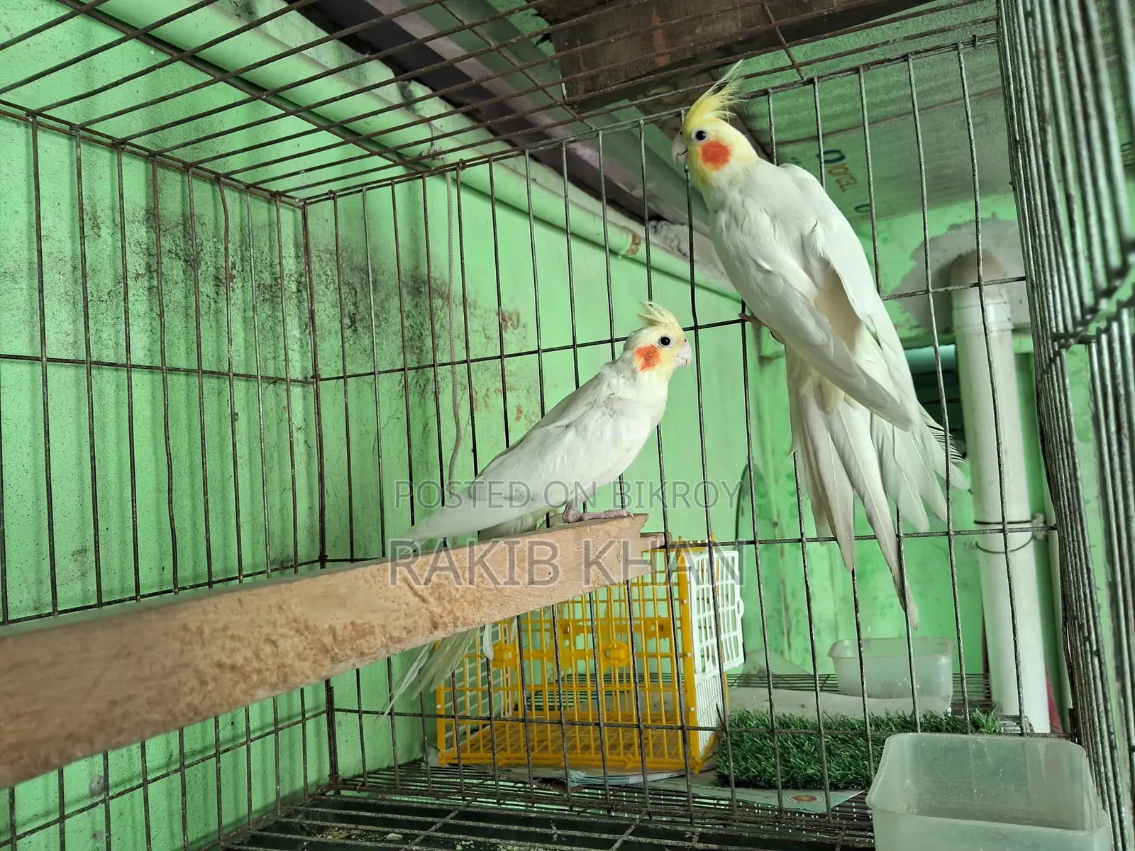 Cockatiel Bird