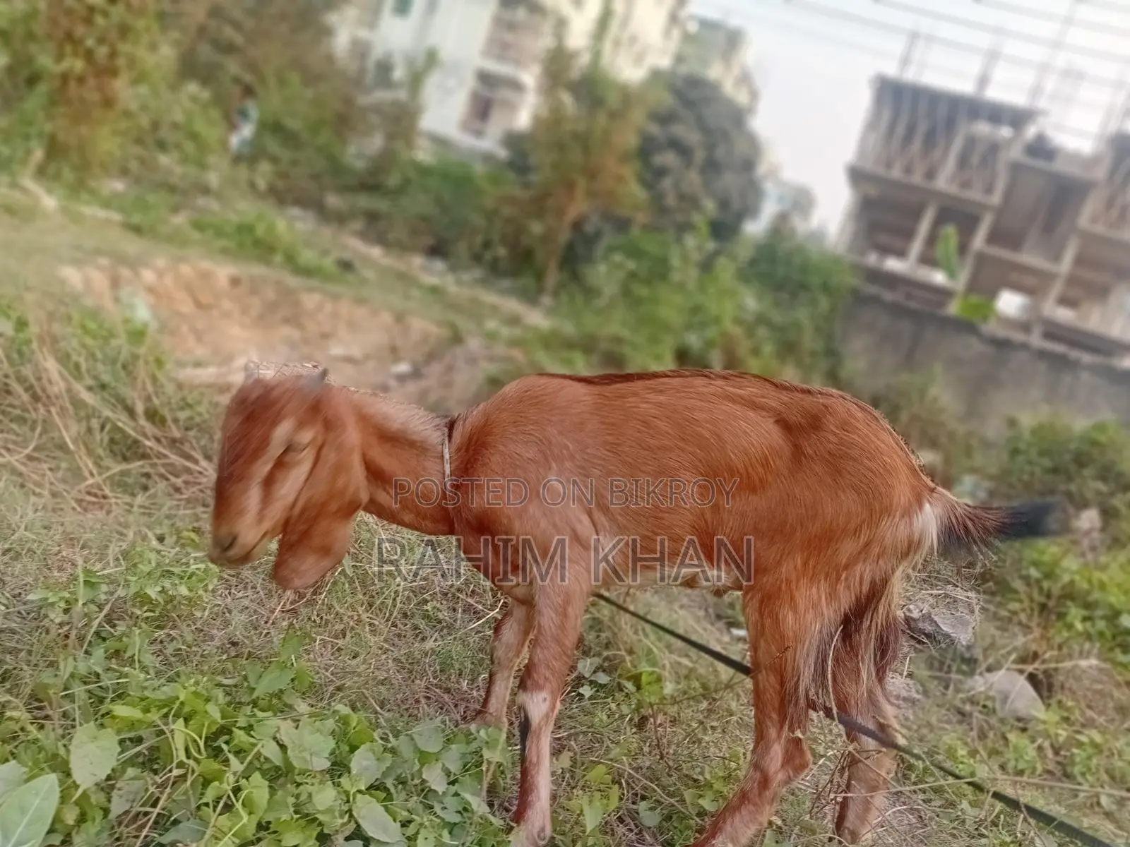 This Goat (Khasi) is for Sale