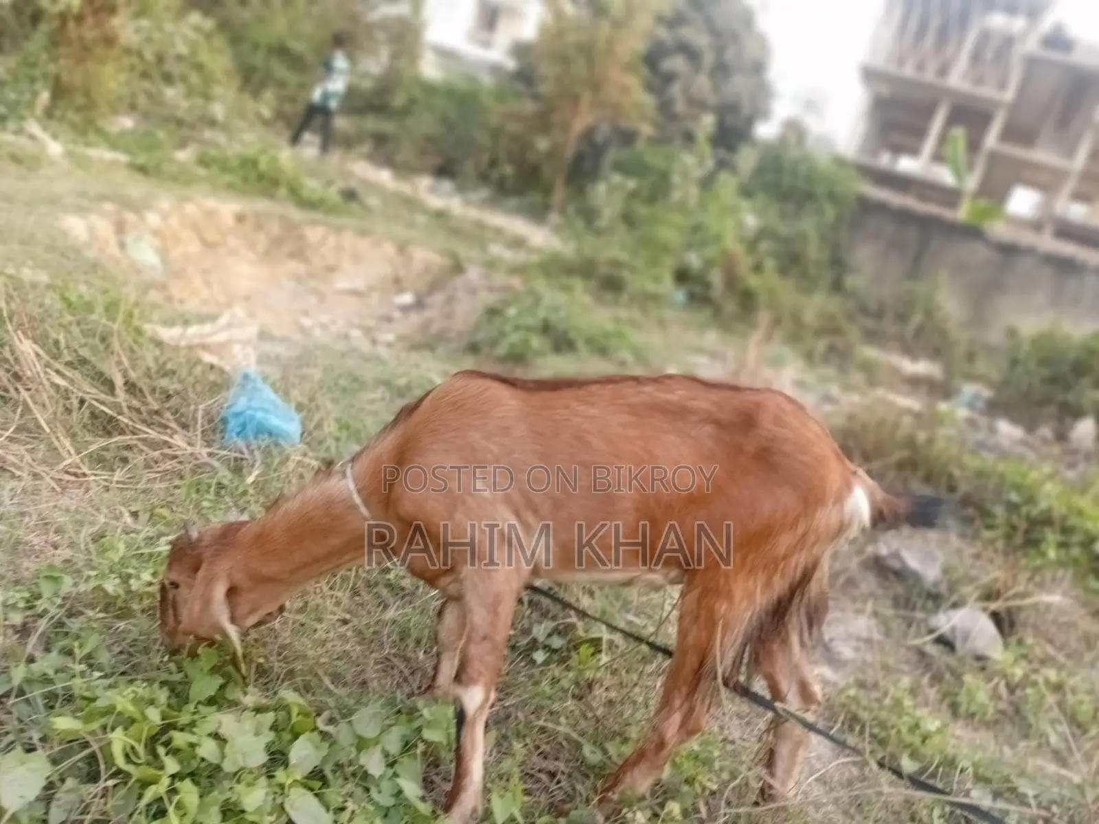 This Goat (Khasi) is for Sale