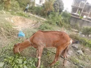 This Goat (Khasi) is for Sale