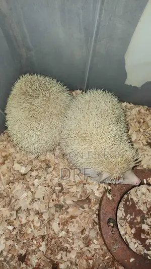 হেজহগ Hedgehog