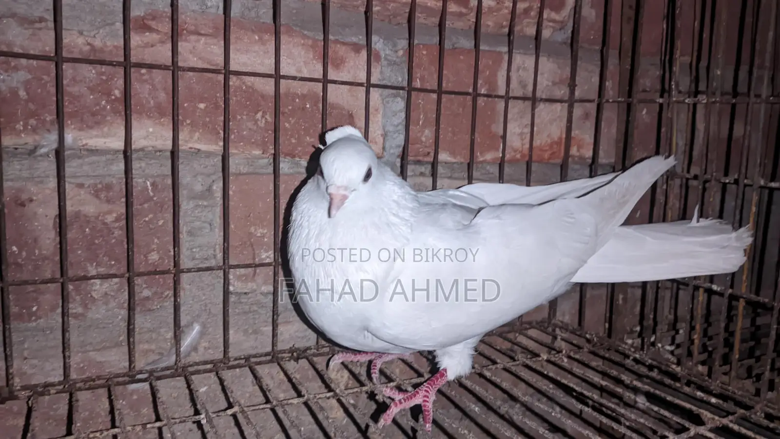Kakji Female Bird