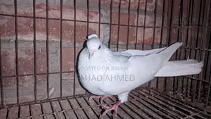 Kakji Female Bird