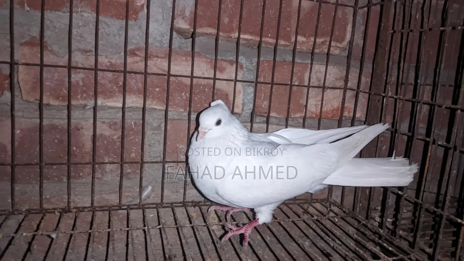 Kakji Female Bird