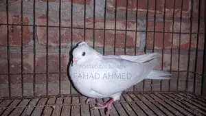 Kakji Female Bird
