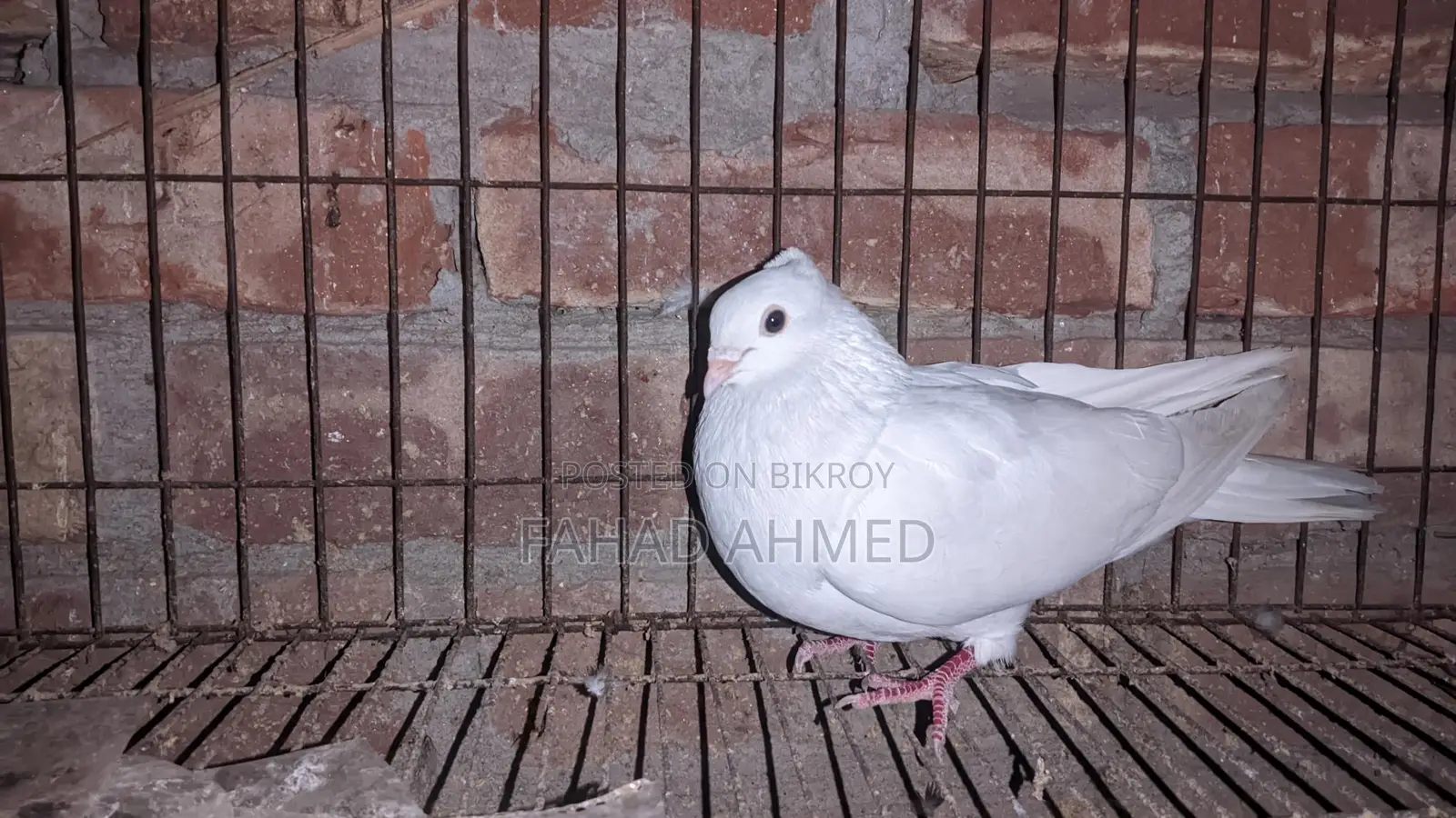 Kakji Female Bird