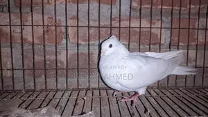 Kakji Female Bird
