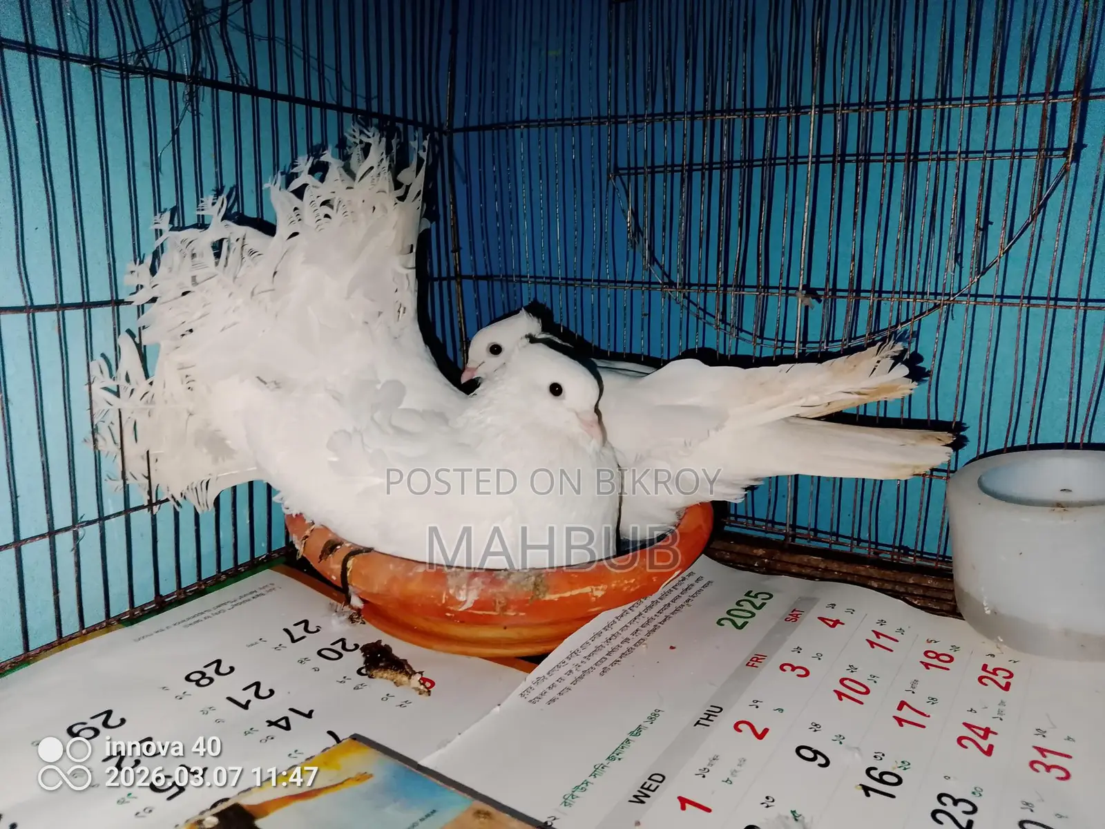 এক জোড়া কবুতর বিক্রয়।