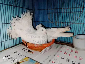 এক জোড়া কবুতর বিক্রয়।