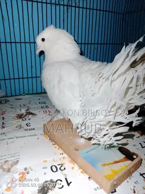 এক জোড়া কবুতর বিক্রয়।