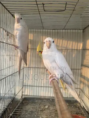 Running Pair