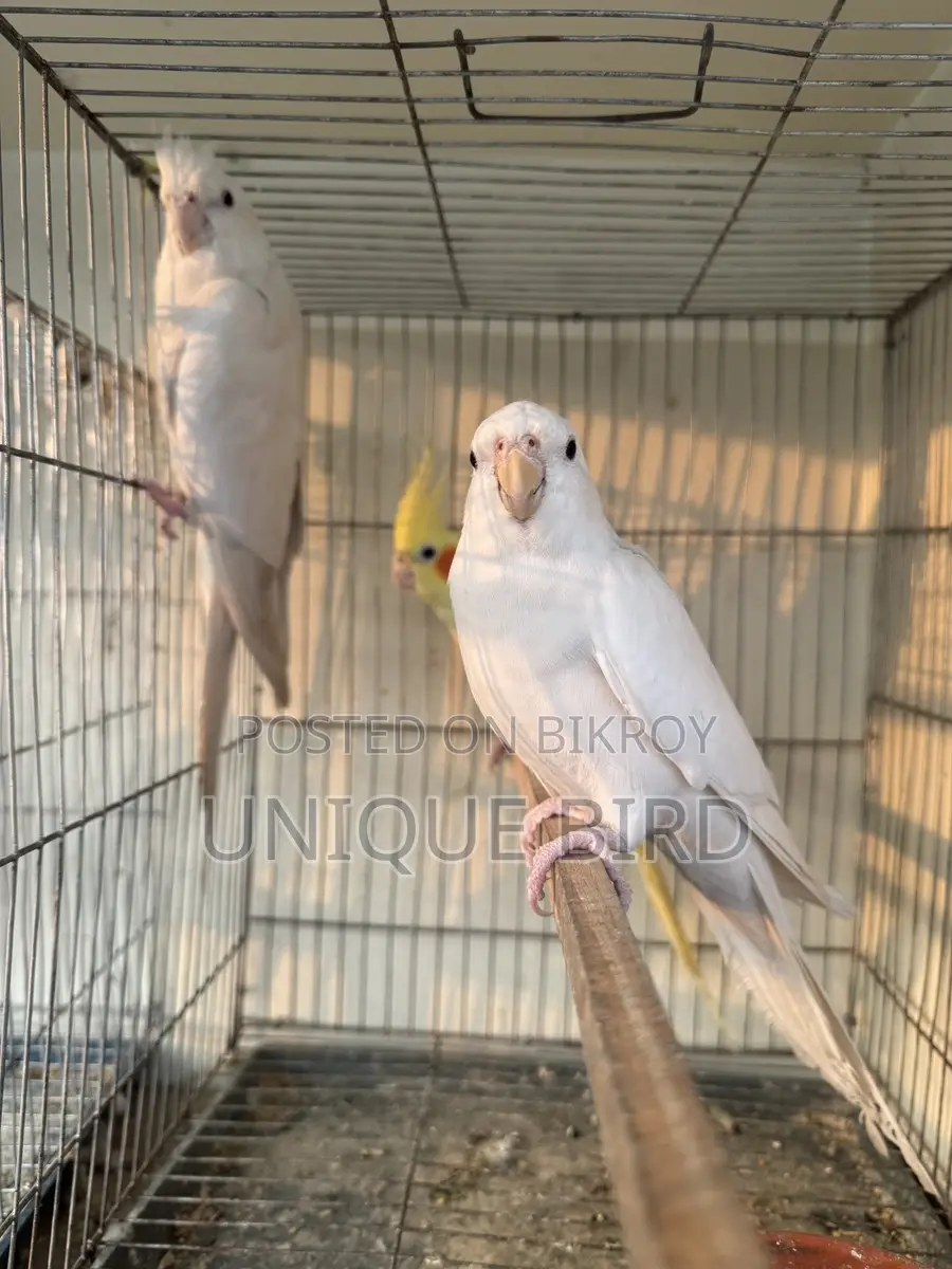 Running Pair