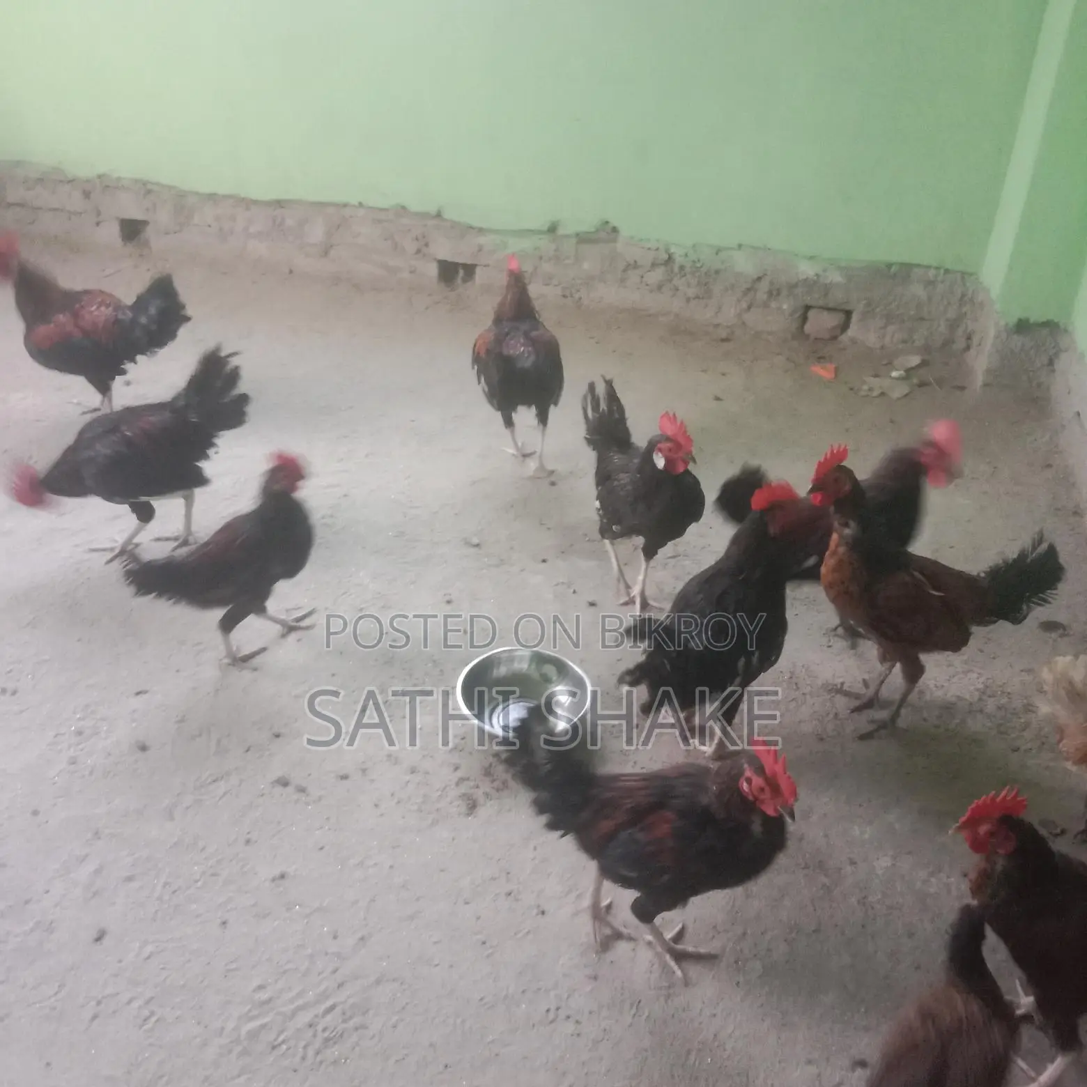 অরজিনাল দেশি মোরগ বিক্রি করা হবে