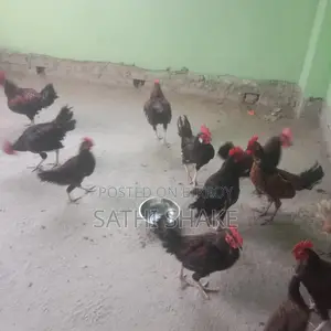 অরজিনাল দেশি মোরগ বিক্রি করা হবে