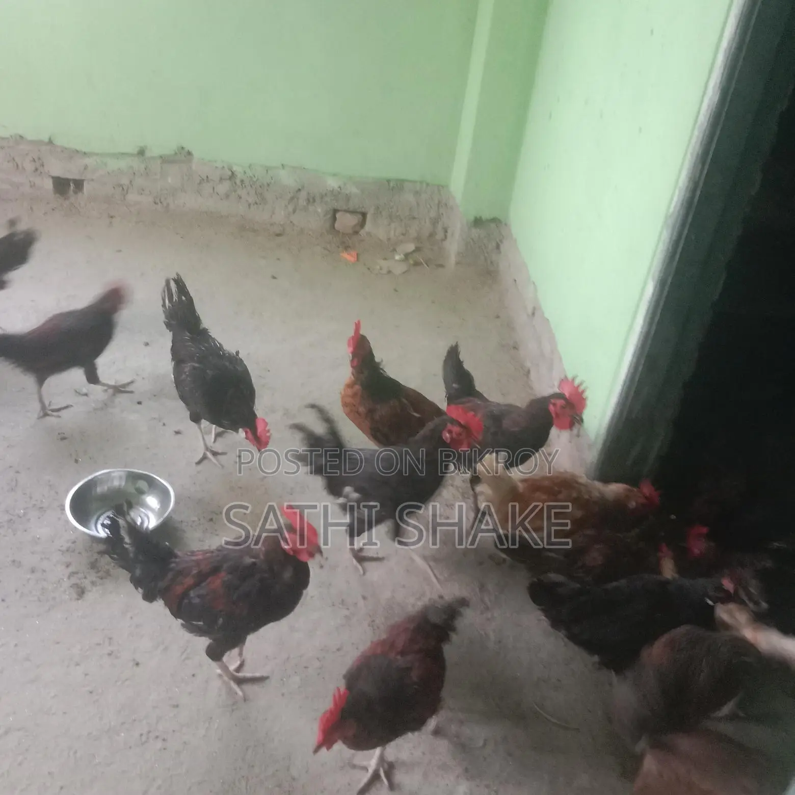 অরজিনাল দেশি মোরগ বিক্রি করা হবে