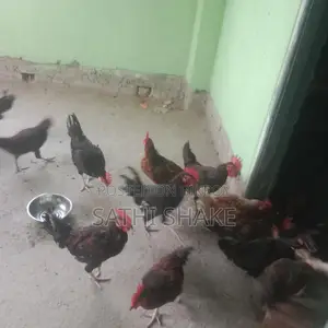 অরজিনাল দেশি মোরগ বিক্রি করা হবে