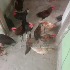 অরজিনাল দেশি মোরগ বিক্রি করা হবে