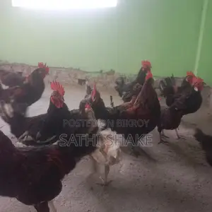 অরজিনাল দেশি মোরগ বিক্রি করা হবে