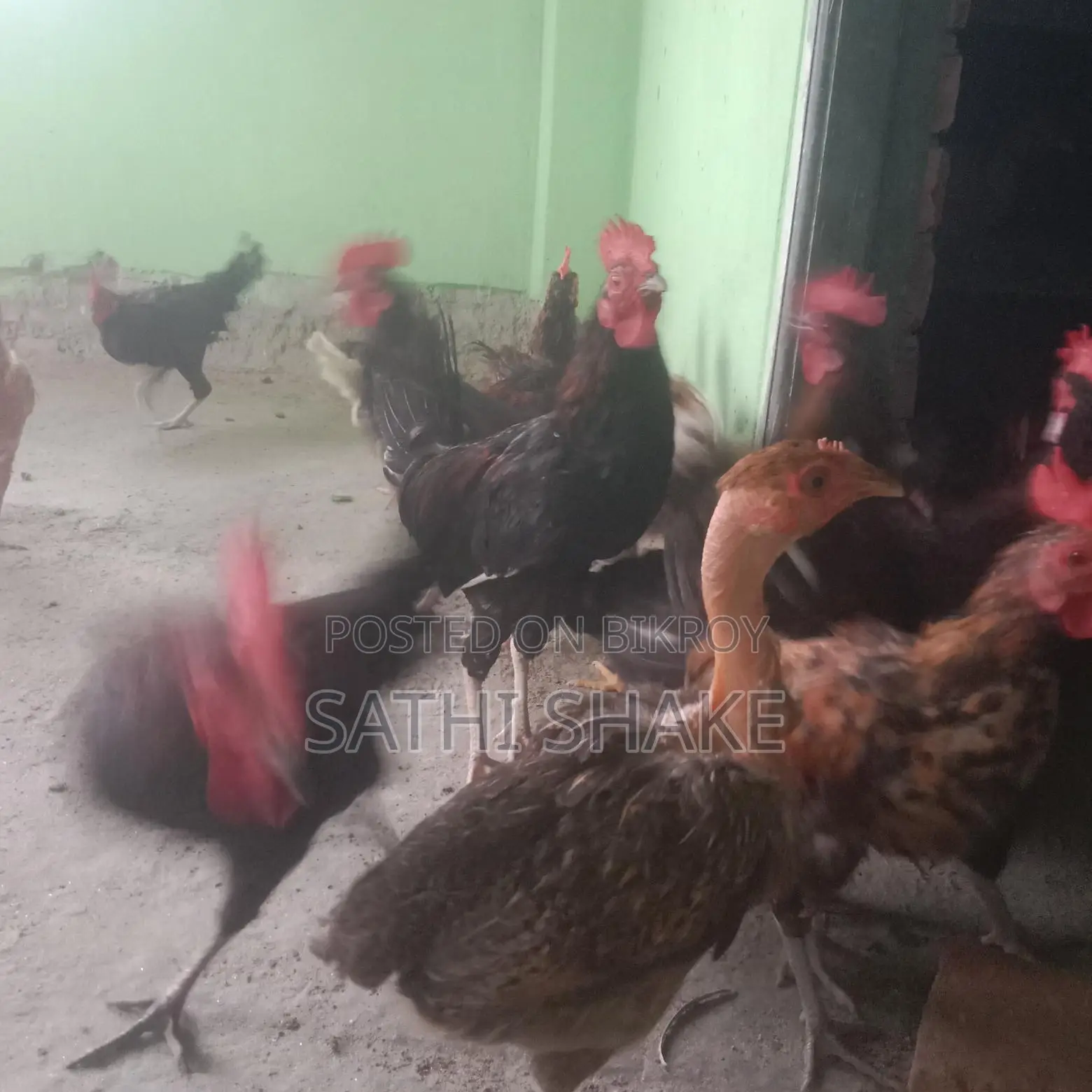 অরজিনাল দেশি মোরগ বিক্রি করা হবে