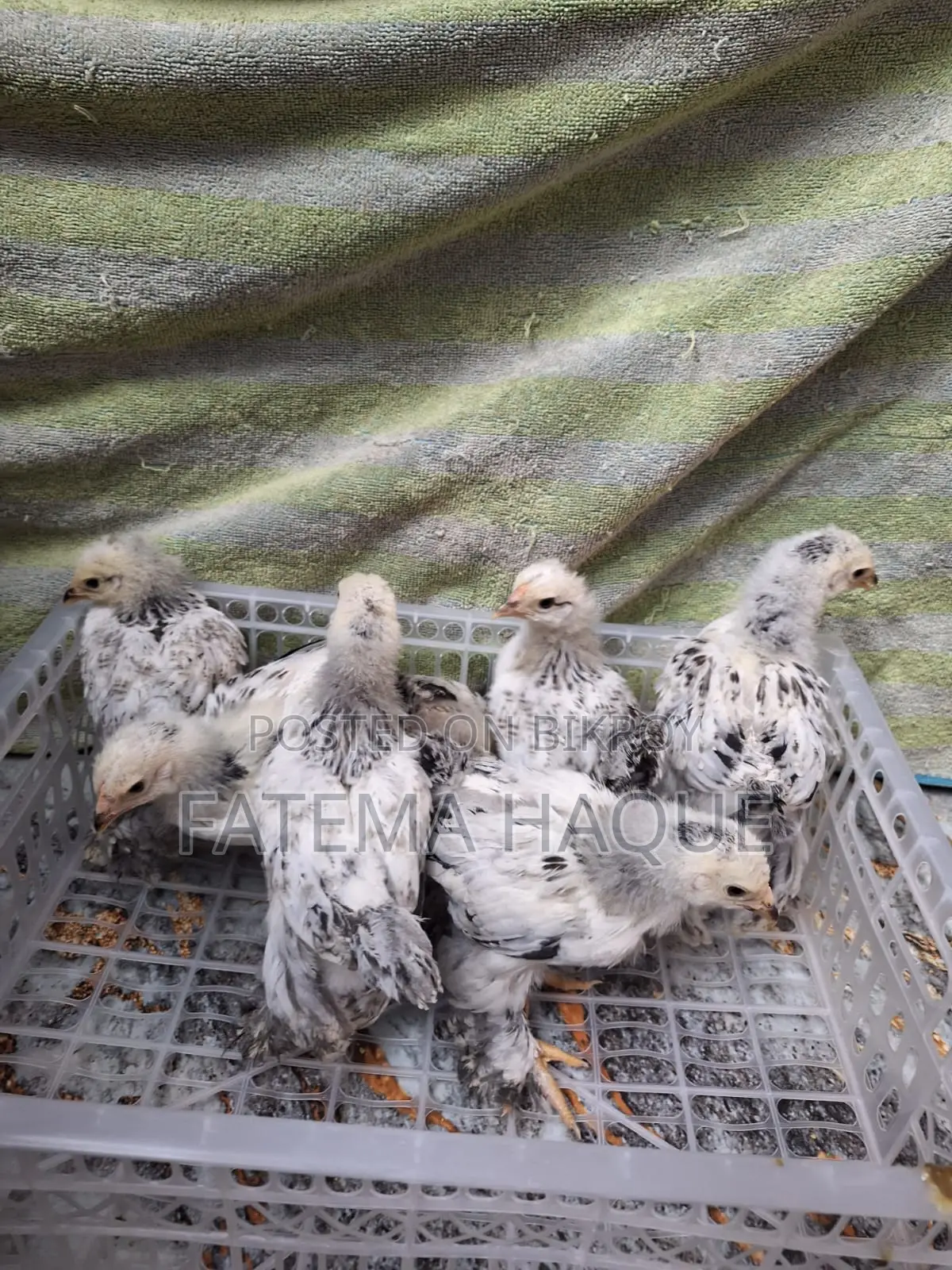 Brahma Chicken