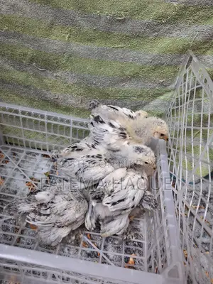 Brahma Chicken