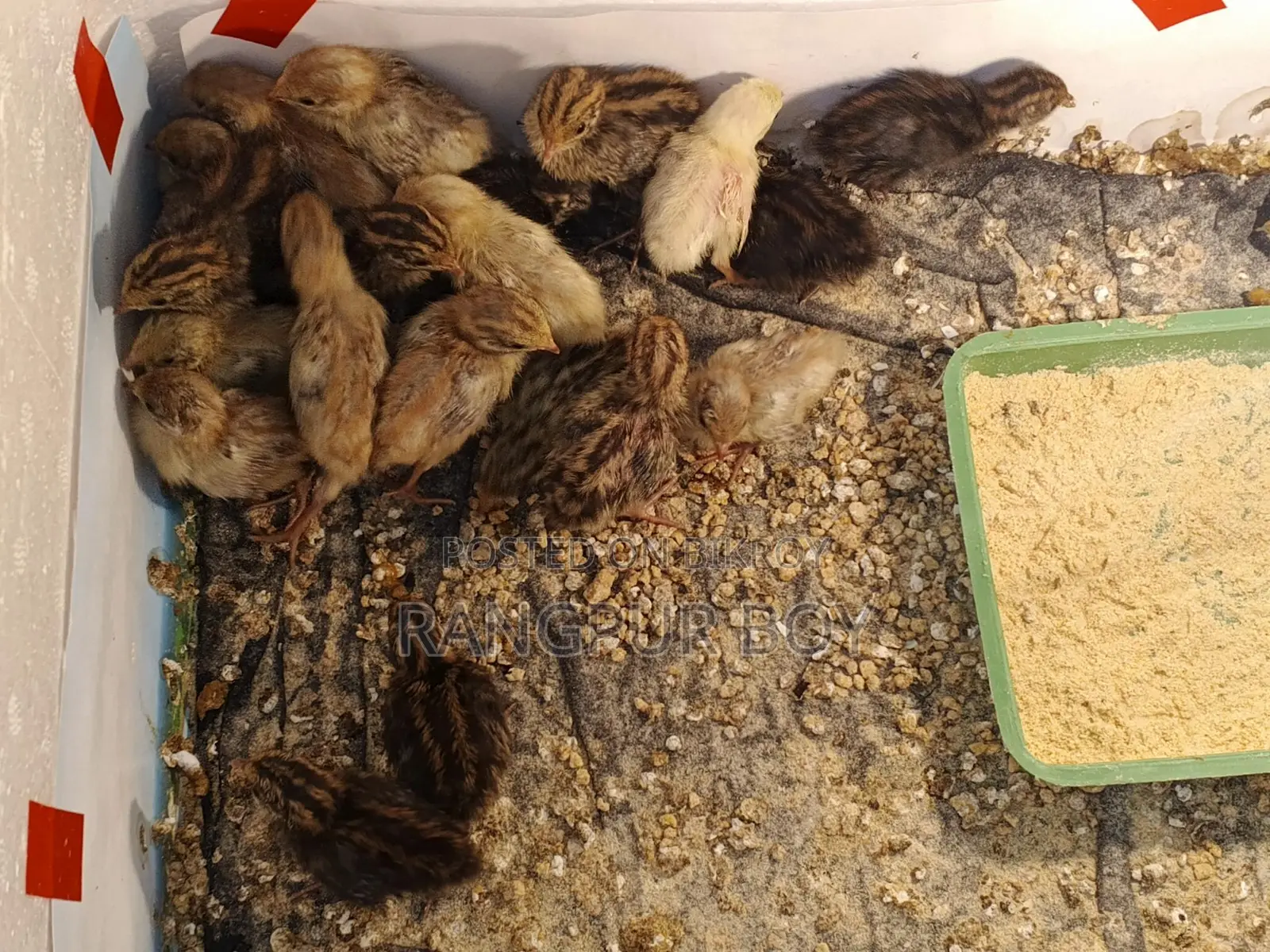 King Quail