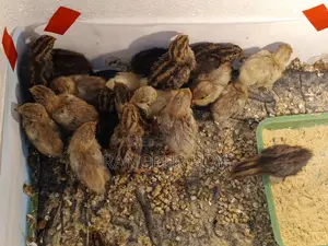 King Quail