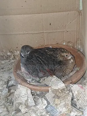 King Quail