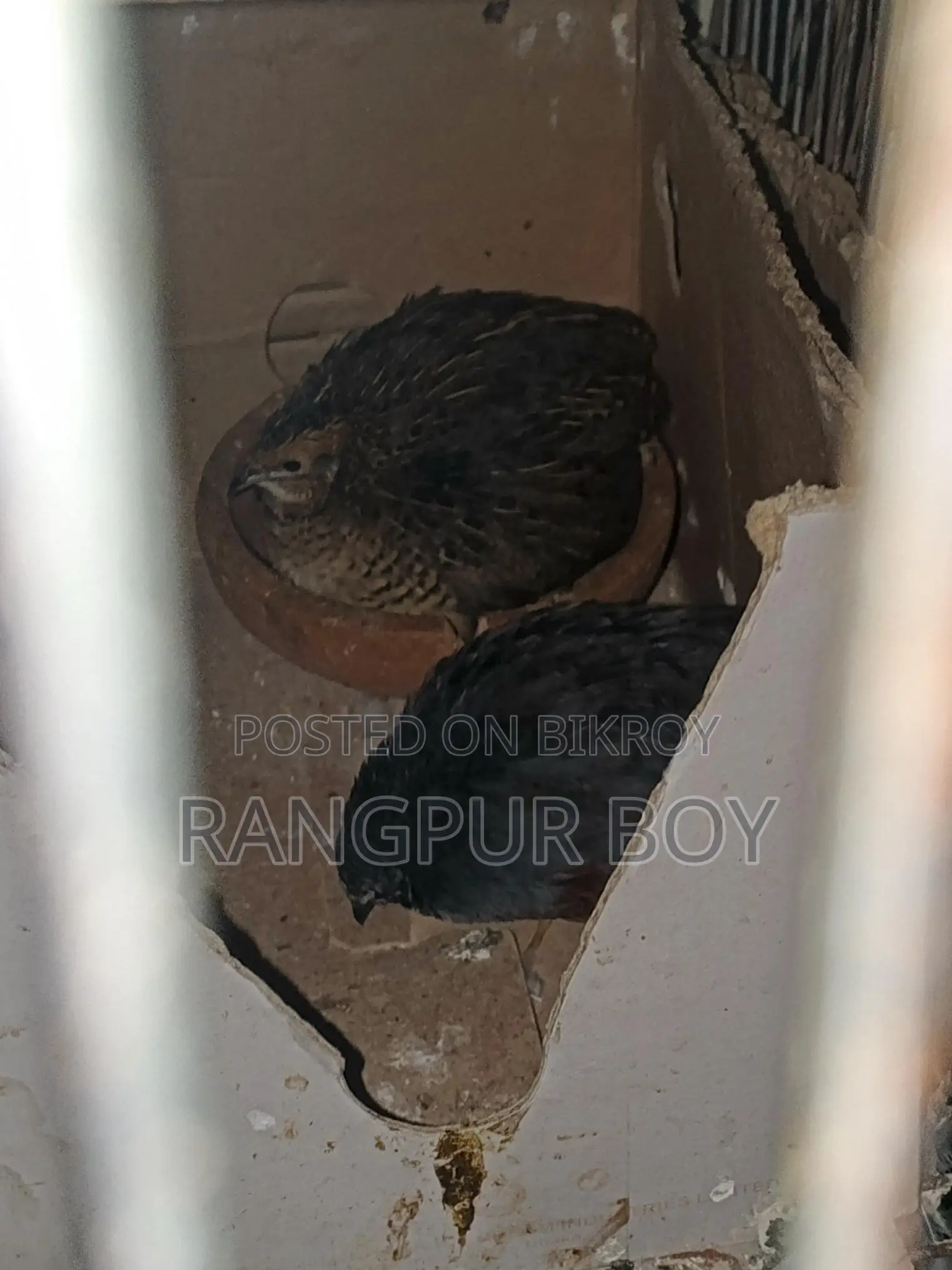 King Quail